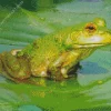 Frog And Lily Pad Diamond Painting