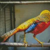Golden Pheasant Diamond Painting