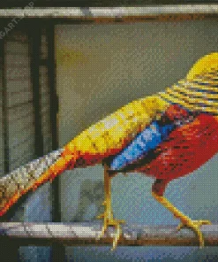 Golden Pheasant Diamond Painting