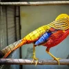 Golden Pheasant Diamond Painting