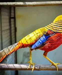 Golden Pheasant Diamond Painting