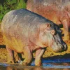 Gray Hippopotamus Diamond Painting