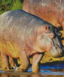 Gray Hippopotamus Diamond Painting