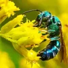 Green Bee Insect Diamond Painting