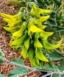 Green Birdflower Diamond Painting