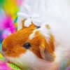 Guinea Pig Flower Diamond Painting