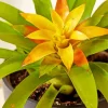 Guzmania Bromeliad Diamond Painting