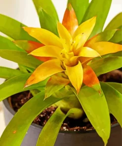 Guzmania Bromeliad Diamond Painting