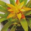 Guzmania Bromeliad Diamond Painting