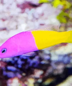 Half Yellow Half Purple Fish Diamond Painting