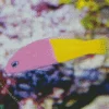Half Yellow Half Purple Fish Diamond Painting