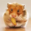 Hamster Eating Diamond Painting