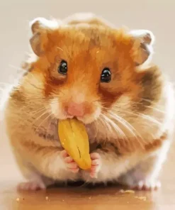 Hamster Eating Diamond Painting