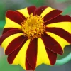 Harlequin Marigold Diamond Painting