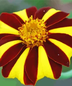 Harlequin Marigold Diamond Painting