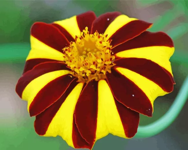 harlequin marigold Diamond Paintings Harlequin Marigold Diamond Painting