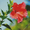 Hawaiian Flower Diamond Painting