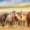 Herd Of Horses Diamond Painting