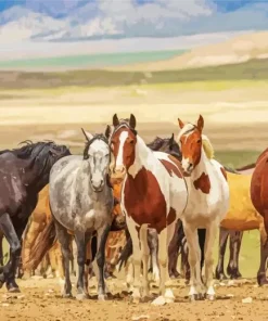 Herd Of Horses Diamond Painting