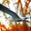 Heron Bird Flying Diamond Painting