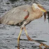 Heron Eating Fish Diamond Painting