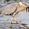 Heron Eating Fish Diamond Painting