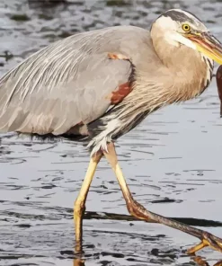 Heron Eating Fish Diamond Painting
