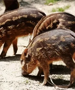 Hog Baby Animals Diamond Painting