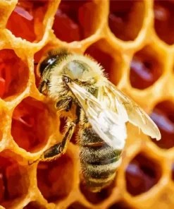 Honey Bee Hive Diamond Painting