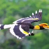 Hornbill Bird Flying Diamond Painting