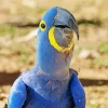 Hyacinth Macaw Bird Diamond Painting