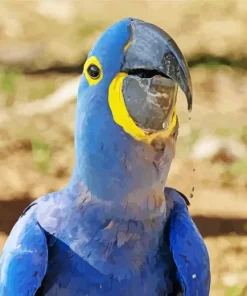 Hyacinth Macaw Bird Diamond Painting