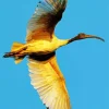 Ibis Bird Flying Diamond Painting