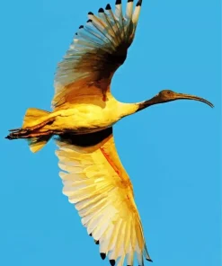 Ibis Bird Flying Diamond Painting
