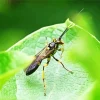 Ichneumon Wasp Diamond Painting
