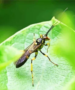 Ichneumon Wasp Diamond Painting