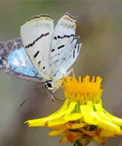 Imperial Blue Butterfly Diamond Painting