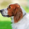 Irish Red And White Setter Diamond Painting
