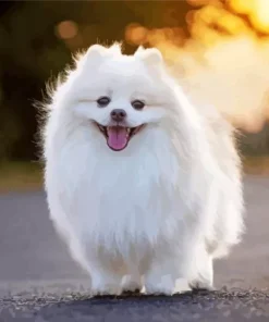 Japanese Spitz Dog Diamond Painting