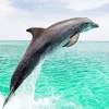 Jumping Dolphin Diamond Painting
