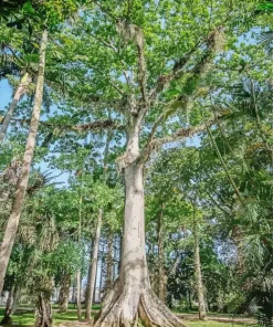 Kapok Tree Diamond Painting