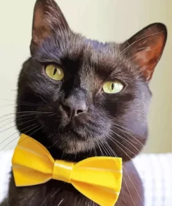 Kitten With Bow Tie Diamond Painting