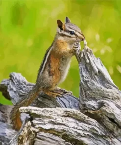 Least Chipmunk Diamond Painting