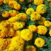 Marigold Flowers Diamond Painting