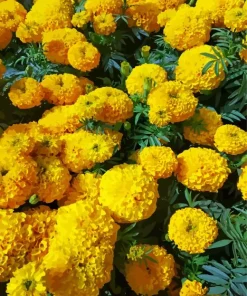 Marigold Flowers Diamond Painting