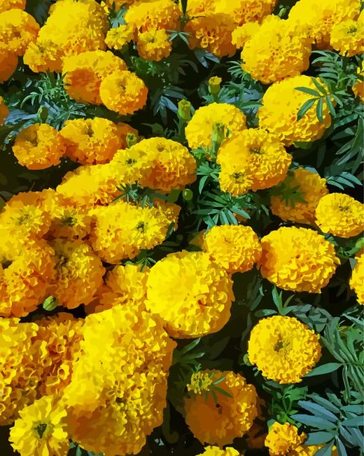 marigold flowers Diamond Paints Marigold Flowers Diamond Painting