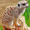 Meerkat Animal Diamond Painting