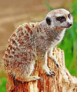 Meerkat Animal Diamond Painting