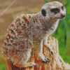 Meerkat Animal Diamond Painting