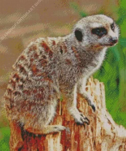 Meerkat Animal Diamond Painting